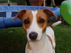 Verwunderung über Antrag der CDU Hundewiese 