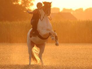 Gewinnerfoto von Sophie Sillekens